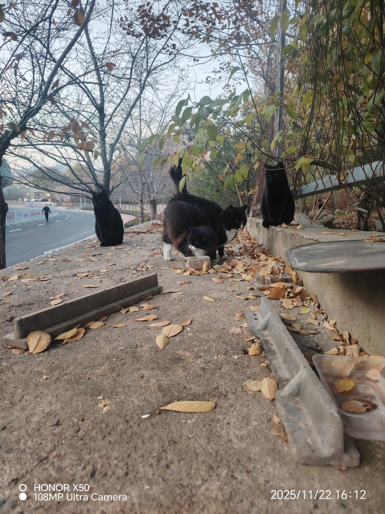 可爱的猫咪，收藏之余的乐趣，快乐的喵喵喵喵喵喵😋😋😋😋😋😋😋😋😋😋😋😋😋😋😋😙🥰🥰🥰😙🙃😍😘🥰😚😜😋😋😜😝😜😝😚😘😘🙃😍😚😋😘🥰😚