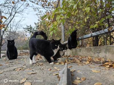 可爱的猫咪，收藏之余的乐趣，快乐的喵喵喵喵喵喵😋😋😋😋😋😋😋😋😋😋😋😋😋😋😋😙🥰🥰🥰😙🙃😍😘🥰😚😜😋😋😜😝😜😝😚😘😘🙃😍😚😋😘🥰😚