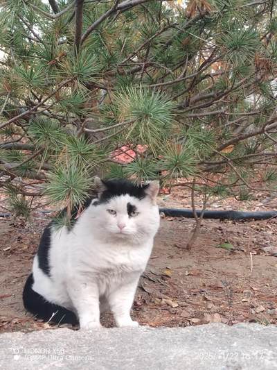 可爱的猫咪，收藏之余的乐趣，快乐的喵喵喵喵喵喵😋😋😋😋😋😋😋😋😋😋😋😋😋😋😋😙🥰🥰🥰😙🙃😍😘🥰😚😜😋😋😜😝😜😝😚😘😘🙃😍😚😋😘🥰😚