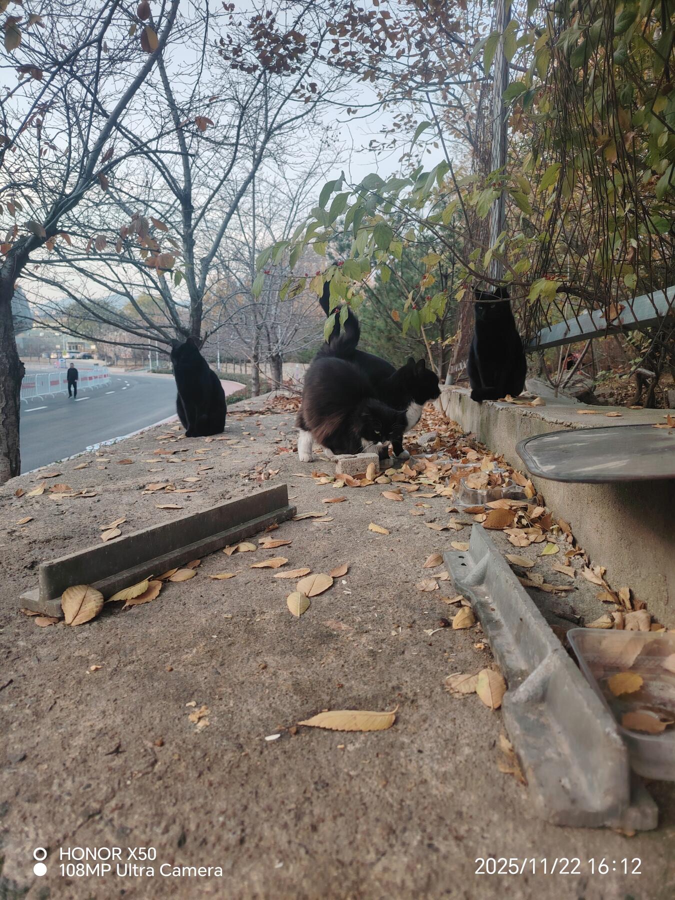 可爱的猫咪，收藏之余的乐趣，快乐的喵喵喵喵喵喵😋😋😋😋😋😋😋😋😋😋😋😋😋😋😋😙🥰🥰🥰😙🙃😍😘🥰😚😜😋😋😜😝😜😝😚😘😘🙃😍😚😋😘🥰😚