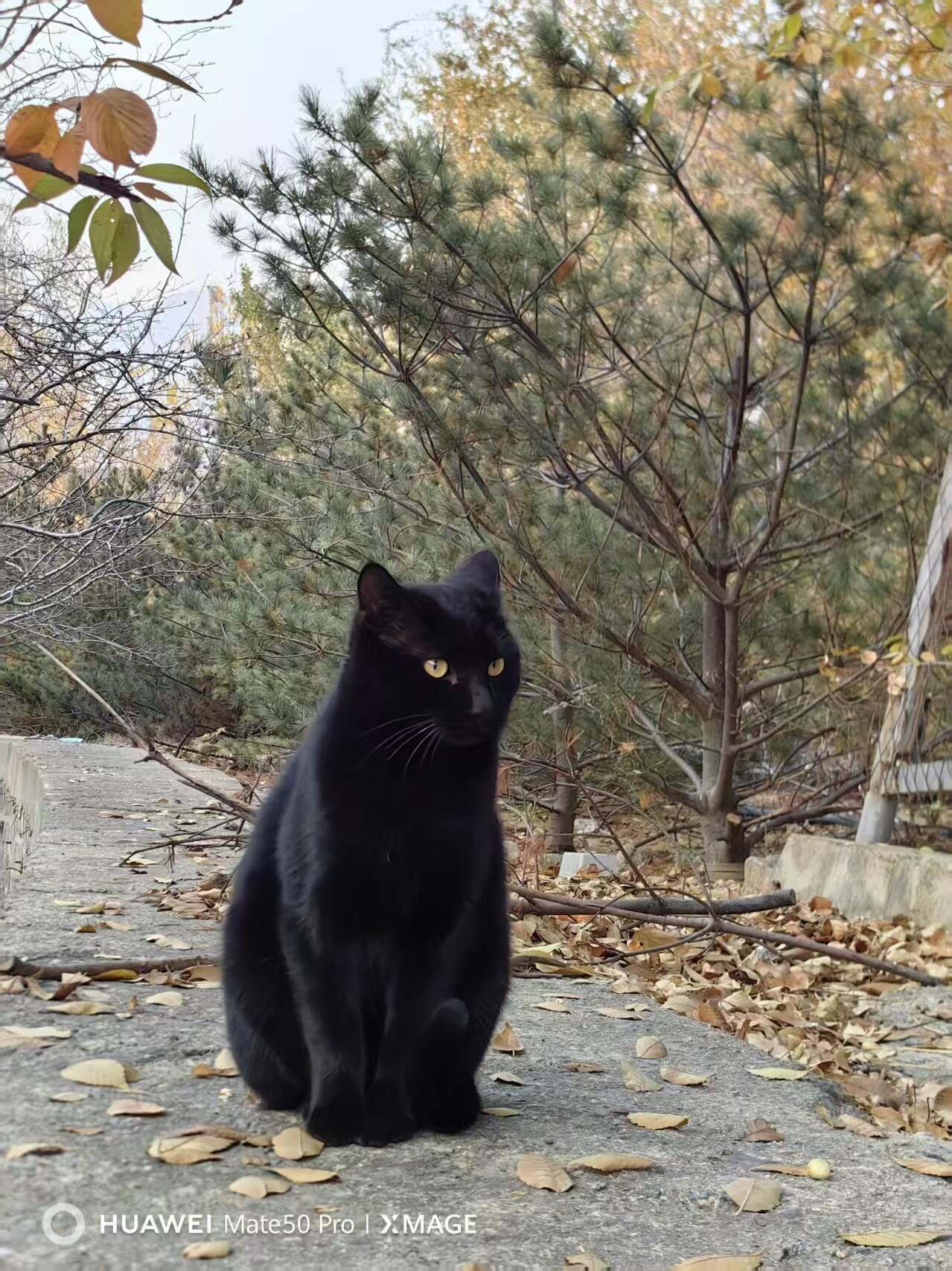 可爱的猫咪，收藏之余的乐趣，快乐的喵喵喵喵喵喵😋😋😋😋😋😋😋😋😋😋😋😋😋😋😋😙🥰🥰🥰😙🙃😍😘🥰😚😜😋😋😜😝😜😝😚😘😘🙃😍😚😋😘🥰😚