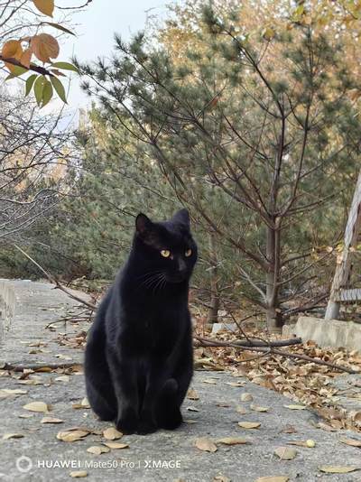 可爱的猫咪，收藏之余的乐趣，快乐的喵喵喵喵喵喵😋😋😋😋😋😋😋😋😋😋😋😋😋😋😋😙🥰🥰🥰😙🙃😍😘🥰😚😜😋😋😜😝😜😝😚😘😘🙃😍😚😋😘🥰😚