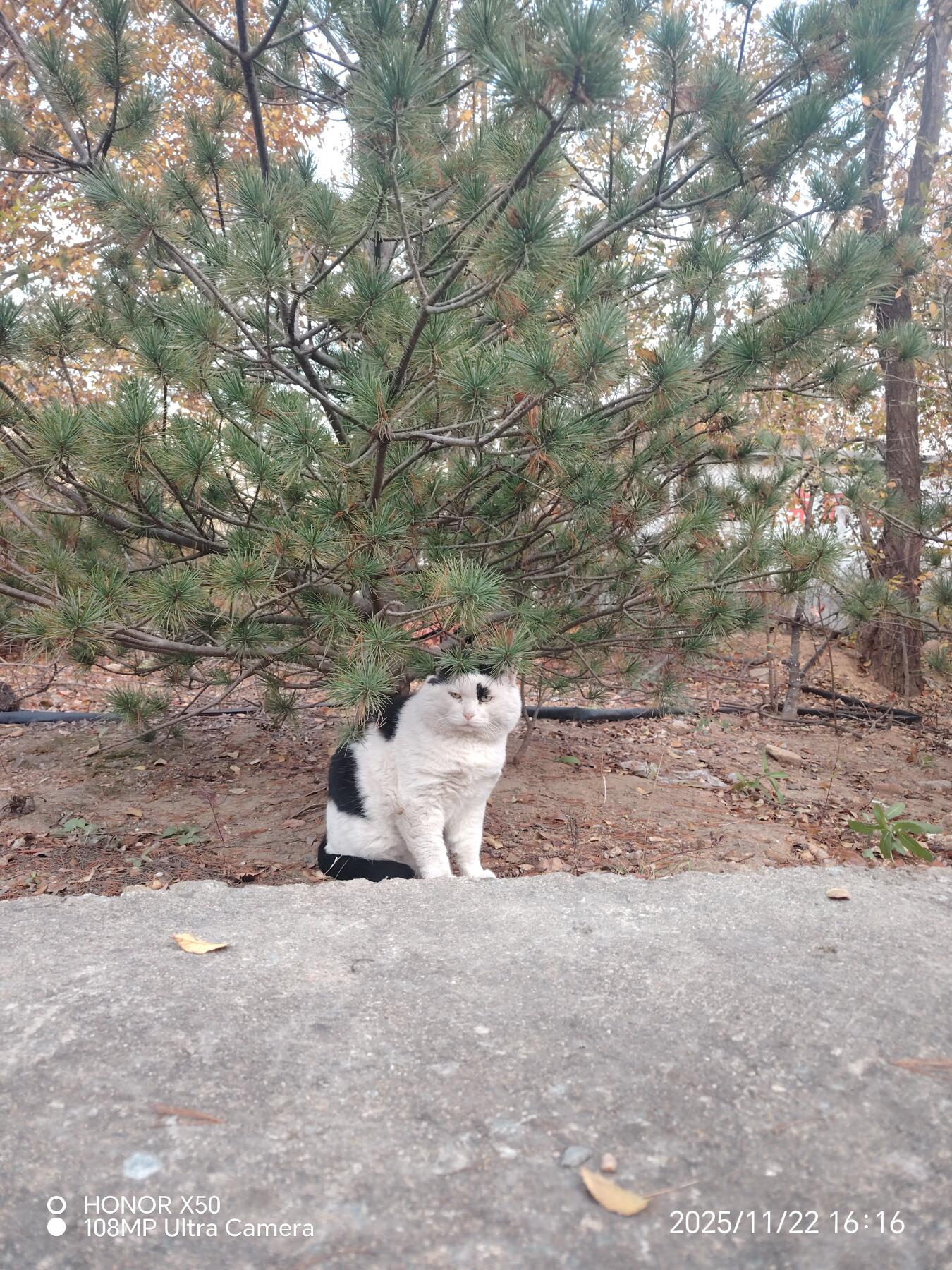 可爱的猫咪，收藏之余的乐趣，快乐的喵喵喵喵喵喵😋😋😋😋😋😋😋😋😋😋😋😋😋😋😋😙🥰🥰🥰😙🙃😍😘🥰😚😜😋😋😜😝😜😝😚😘😘🙃😍😚😋😘🥰😚