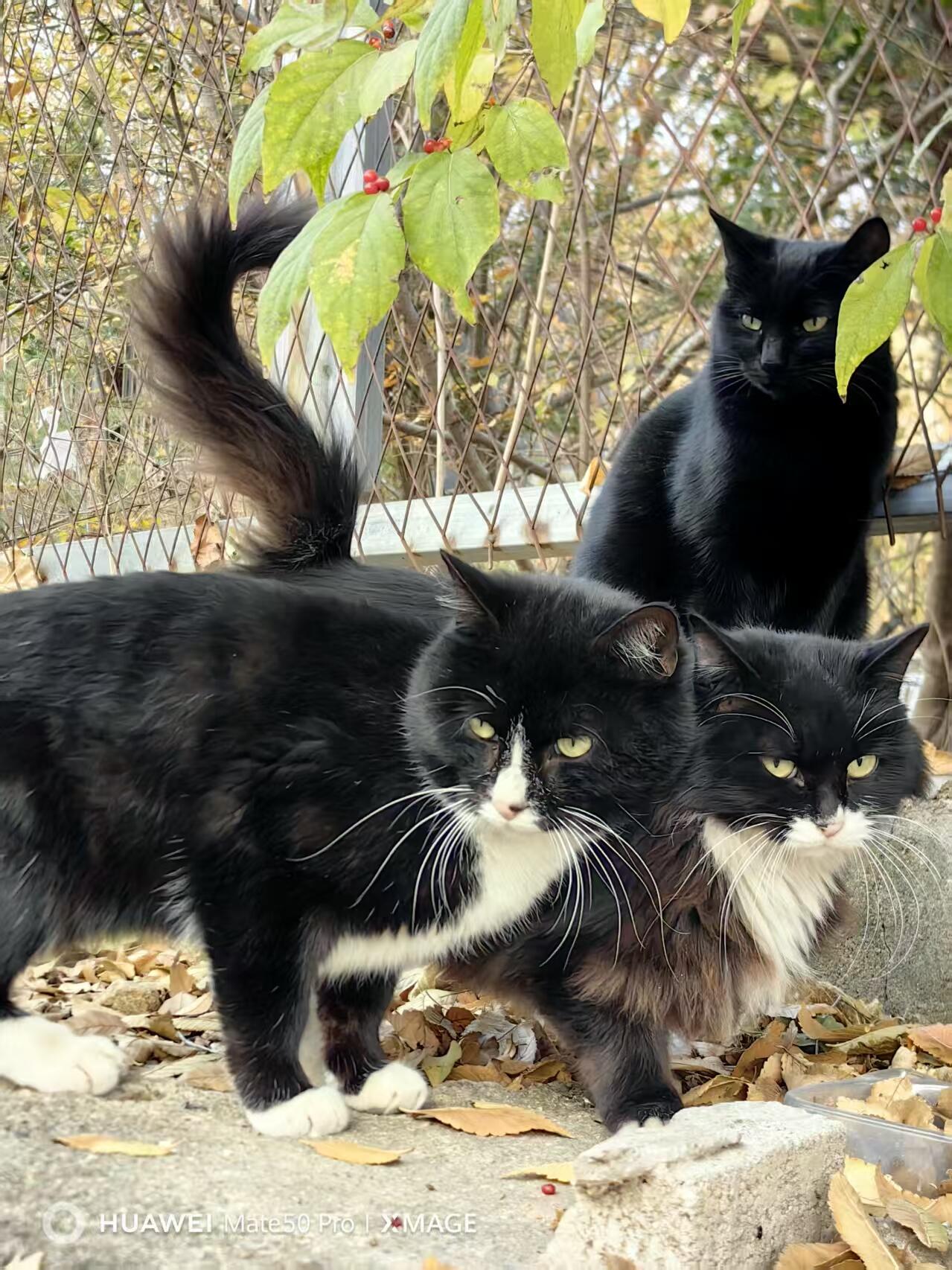 可爱的猫咪，收藏之余的乐趣，快乐的喵喵喵喵喵喵😋😋😋😋😋😋😋😋😋😋😋😋😋😋😋😙🥰🥰🥰😙🙃😍😘🥰😚😜😋😋😜😝😜😝😚😘😘🙃😍😚😋😘🥰😚