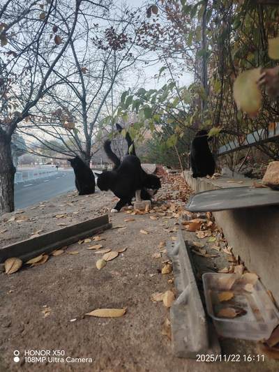 可爱的猫咪，收藏之余的乐趣，快乐的喵喵喵喵喵喵😋😋😋😋😋😋😋😋😋😋😋😋😋😋😋😙🥰🥰🥰😙🙃😍😘🥰😚😜😋😋😜😝😜😝😚😘😘🙃😍😚😋😘🥰😚