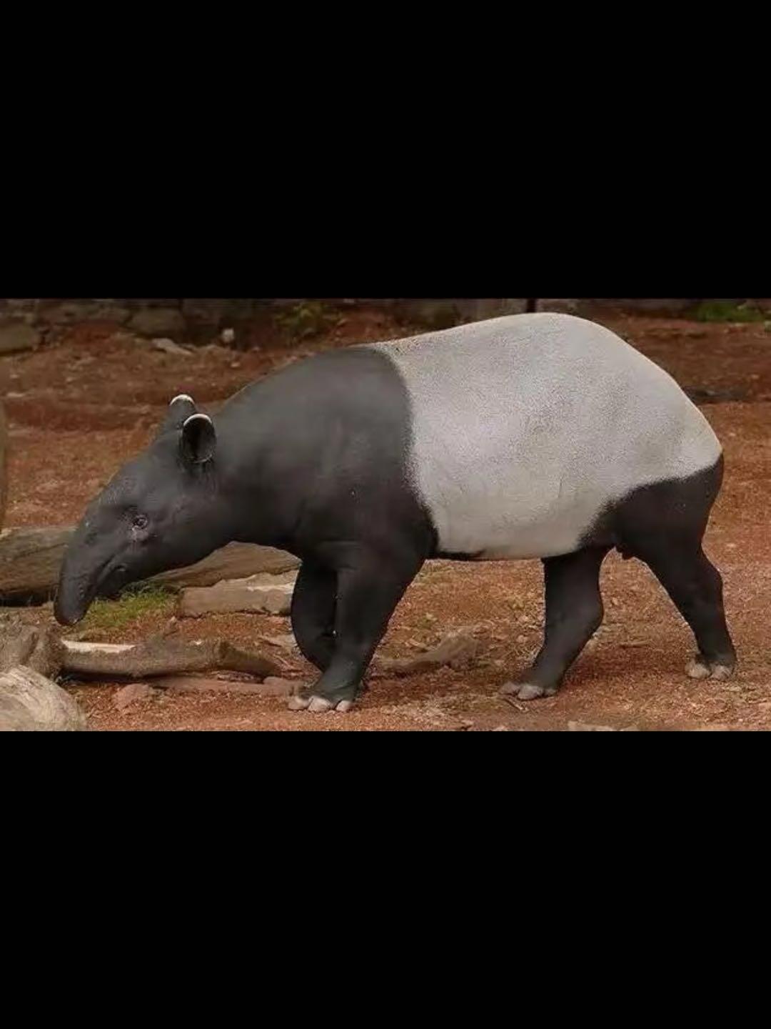 1976年马来西亚<亚洲貘>精制金币