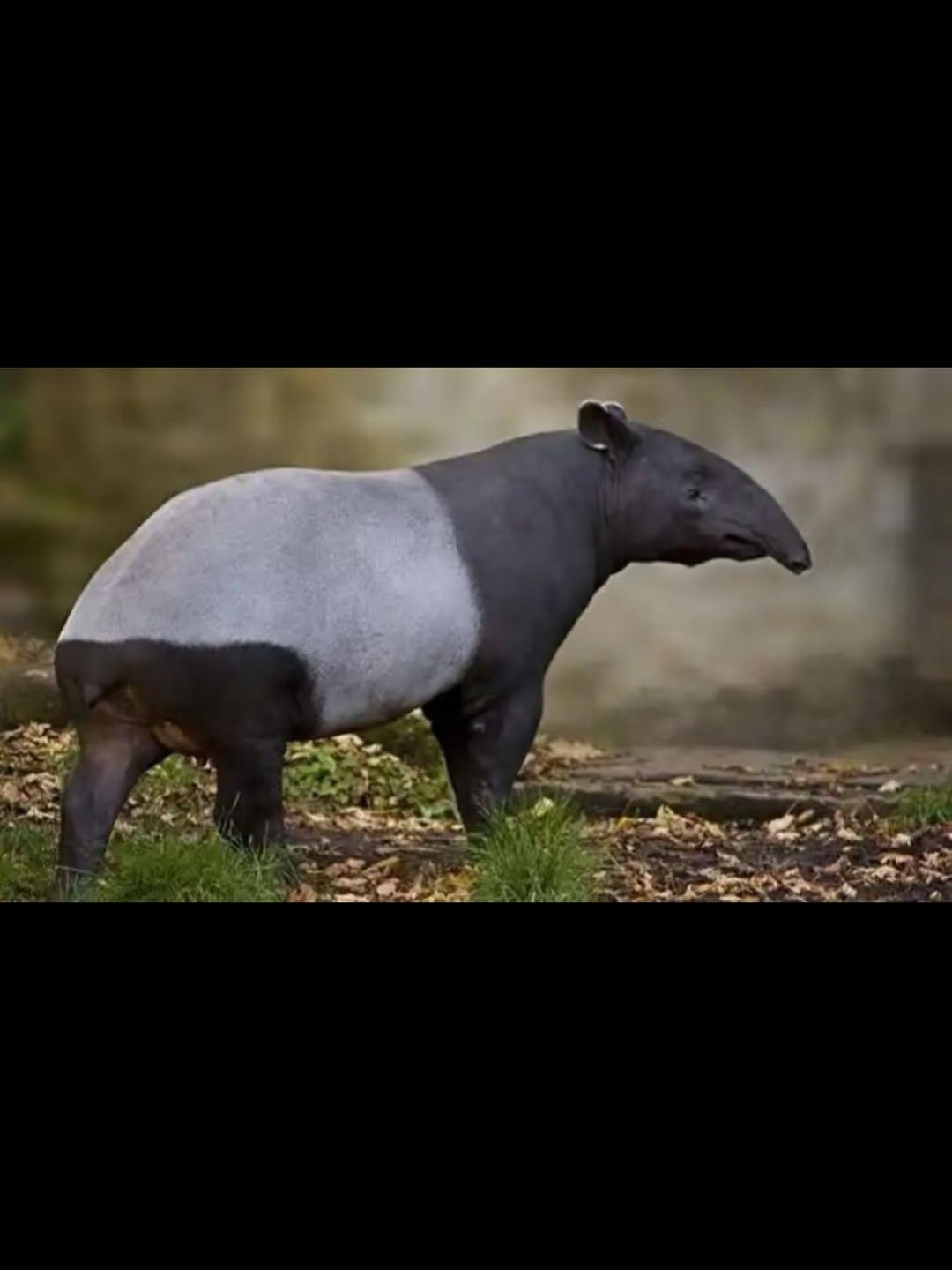 1976年马来西亚<亚洲貘>精制金币