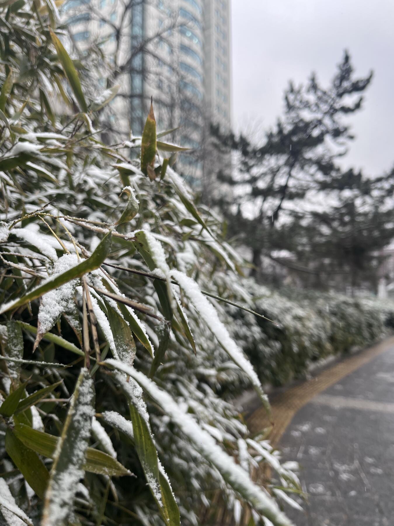 2026年的第一场雪❄️❄️❄️