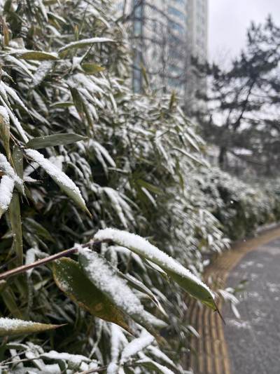 2026年的第一场雪❄️❄️❄️