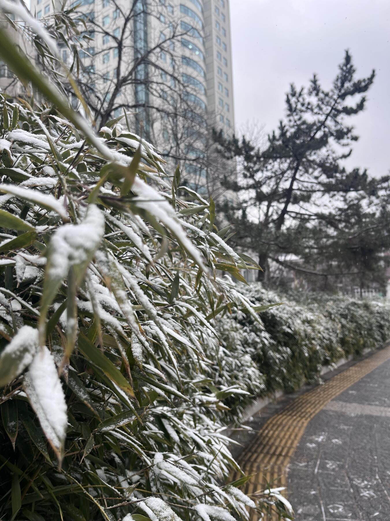 2026年的第一场雪❄️❄️❄️