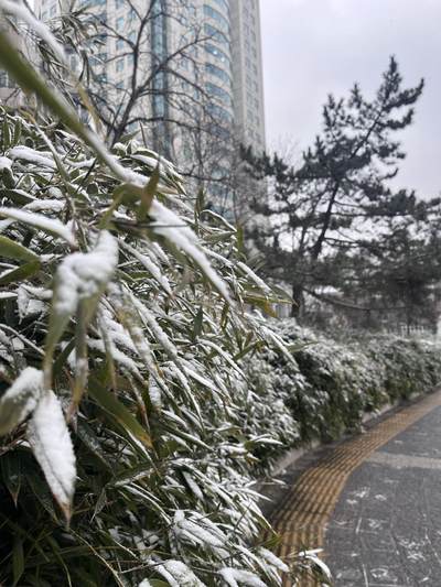 2026年的第一场雪❄️❄️❄️