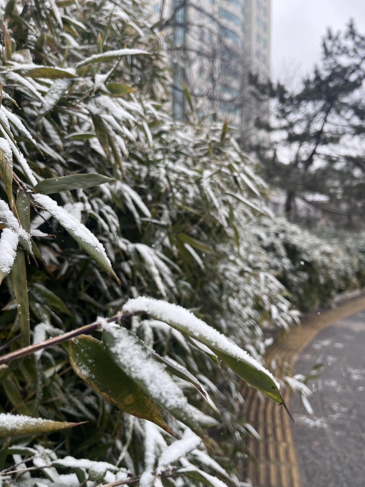 2026年的第一场雪❄️❄️