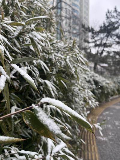 2026年的第一场雪❄️❄️