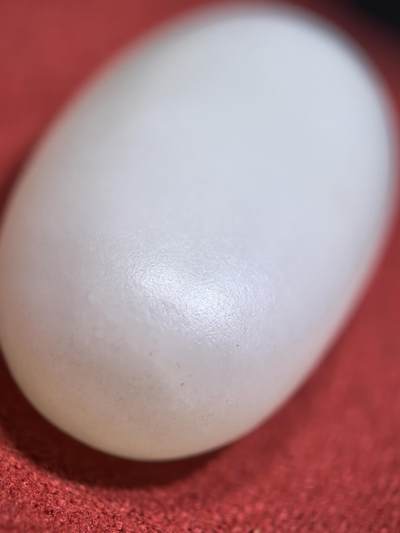 新疆和田羊脂白玉吊坠挂件男女款，玉质油润细腻脂粉十足，无修原籽原皮，料子通体表面可见天然毛孔。微结构。好玉不琢未打孔。可代镶嵌！尺寸:3.5cm*2.0cm*1.3cm. 克重:16.8g