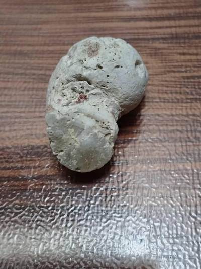 十几年前在三亚西岛养病，顺便四处转了转，在礁石滩发现的海螺化石。