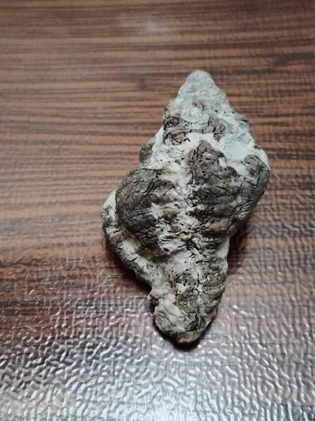 十几年前在三亚西岛养病，顺便四处转了转，在礁石滩发现的海螺化石。