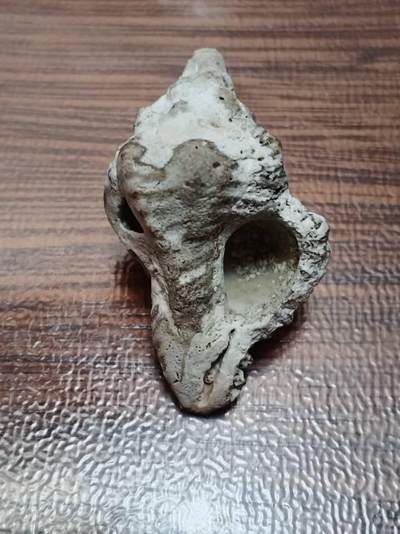 十几年前在三亚西岛养病，顺便四处转了转，在礁石滩发现的海螺化石。