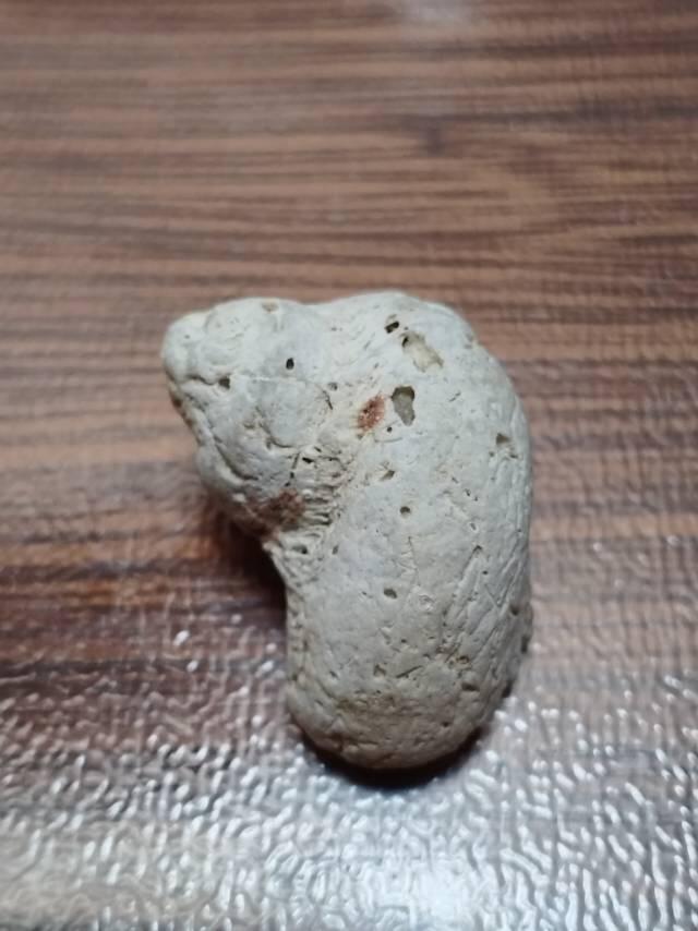 十几年前在三亚西岛养病，顺便四处转了转，在礁石滩发现的海螺化石。