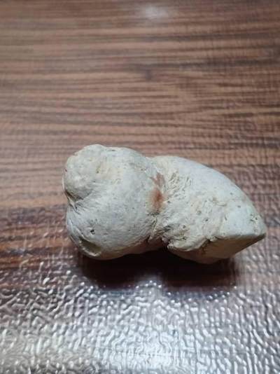 十几年前在三亚西岛养病，顺便四处转了转，在礁石滩发现的海螺化石。