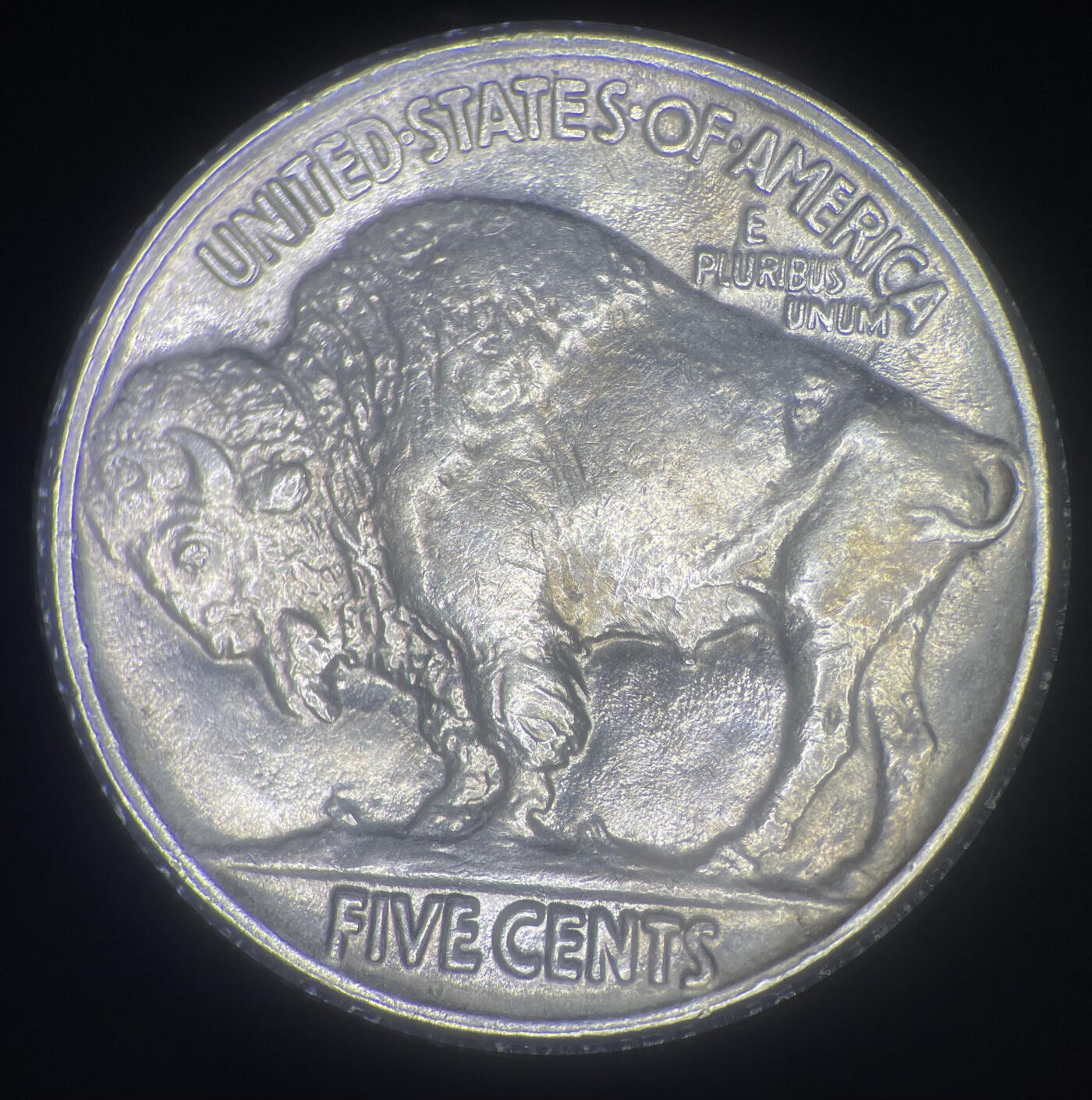 牛，野牛，尾巴分叉的野牛