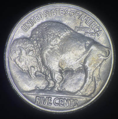 牛，野牛，尾巴分叉的野牛