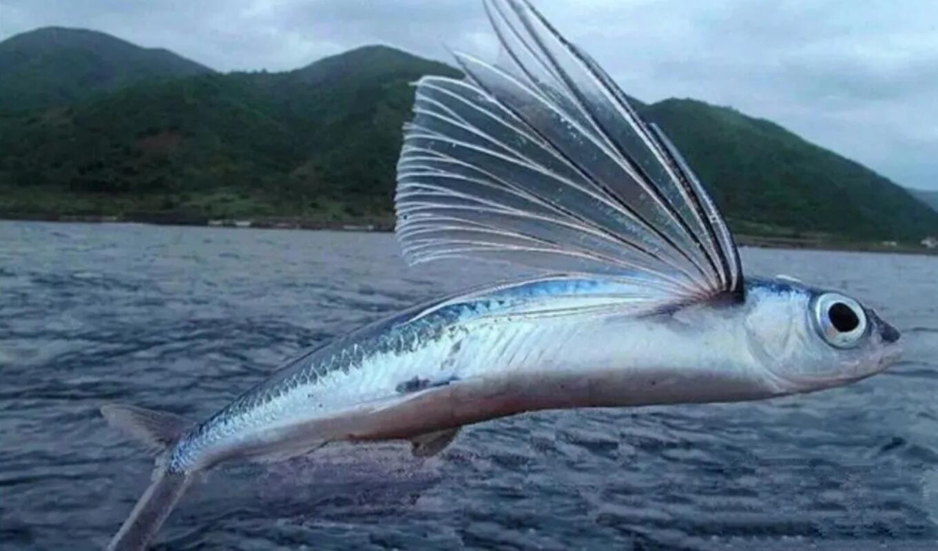 2000年巴巴多斯一元硬币中的飞鱼文化