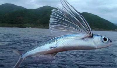 2000年巴巴多斯一元硬币中的飞鱼文化