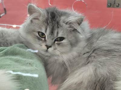 美国1923年发行的和平银元