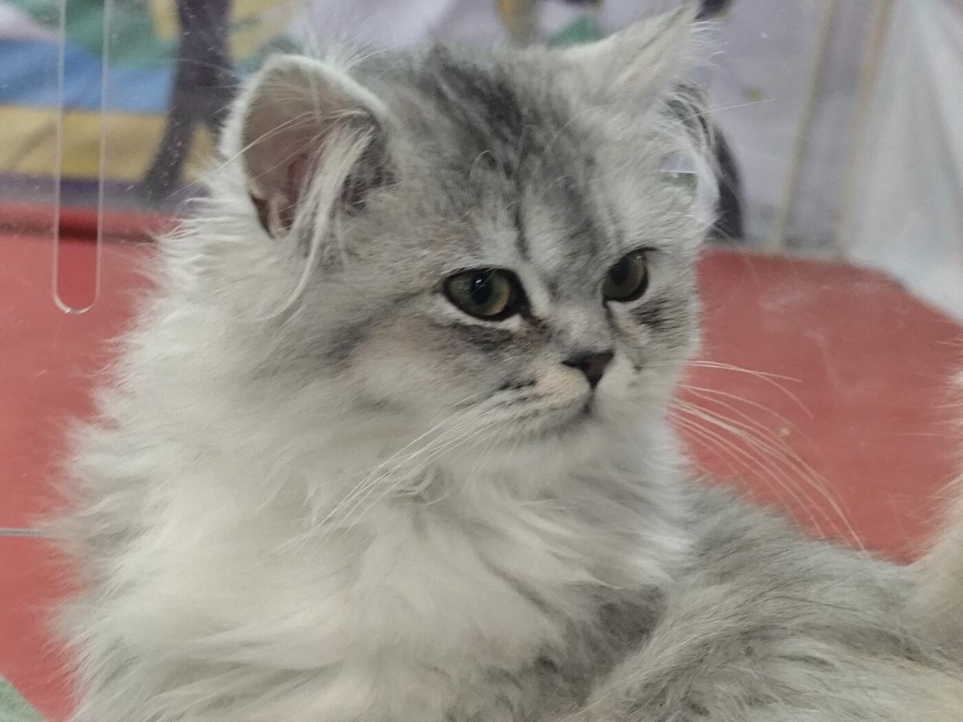 斐济“年度鸟类”系列精制纪念银币