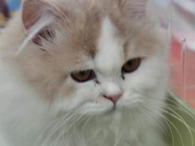 丹麦1923年克里斯蒂安十世与亚历山德拉王后银婚纪念2克朗银币