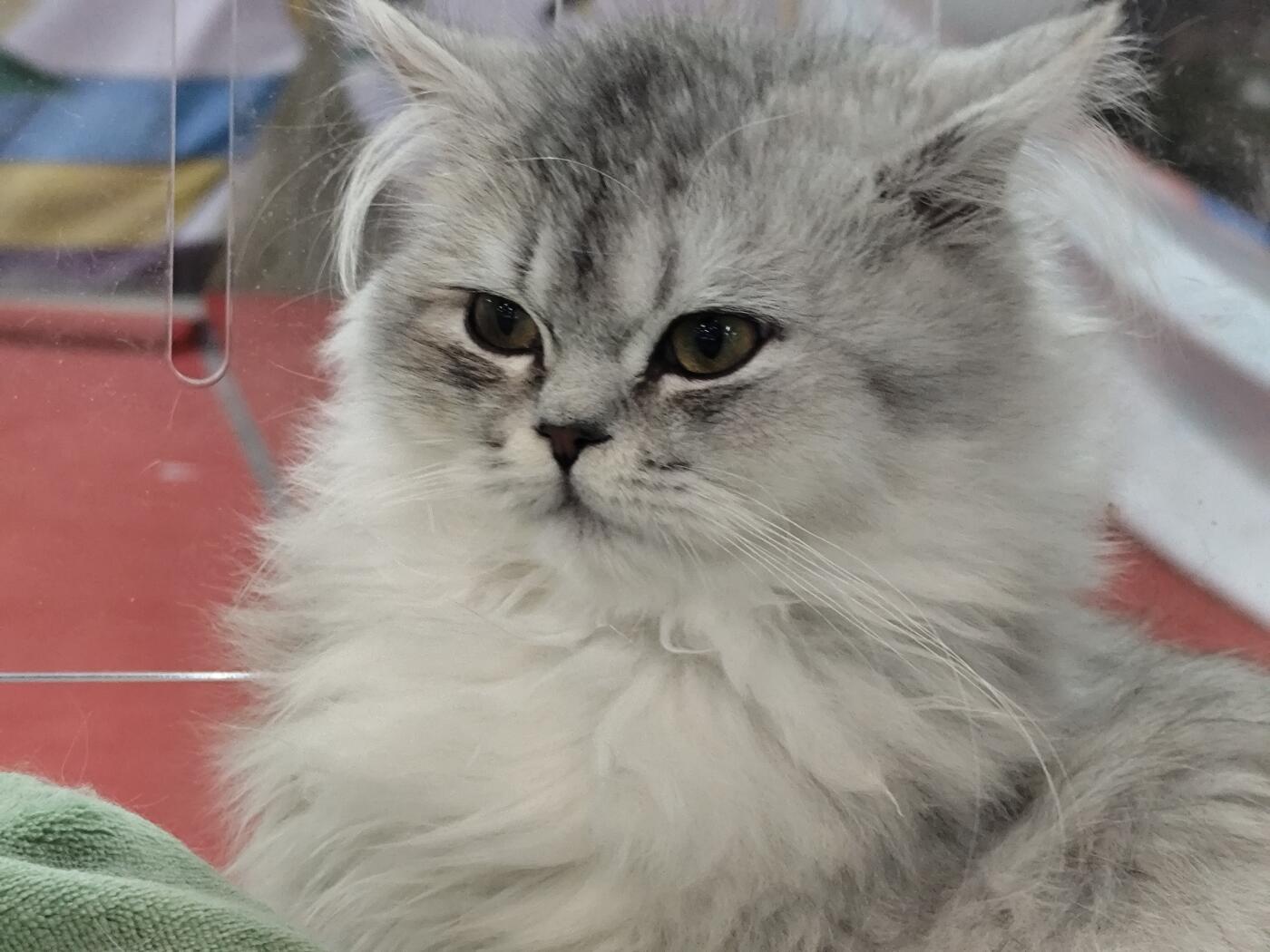 西班牙1897年阿方索十三世5比塞塔银币