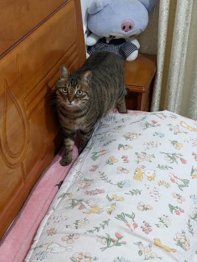 分享我家的小猫