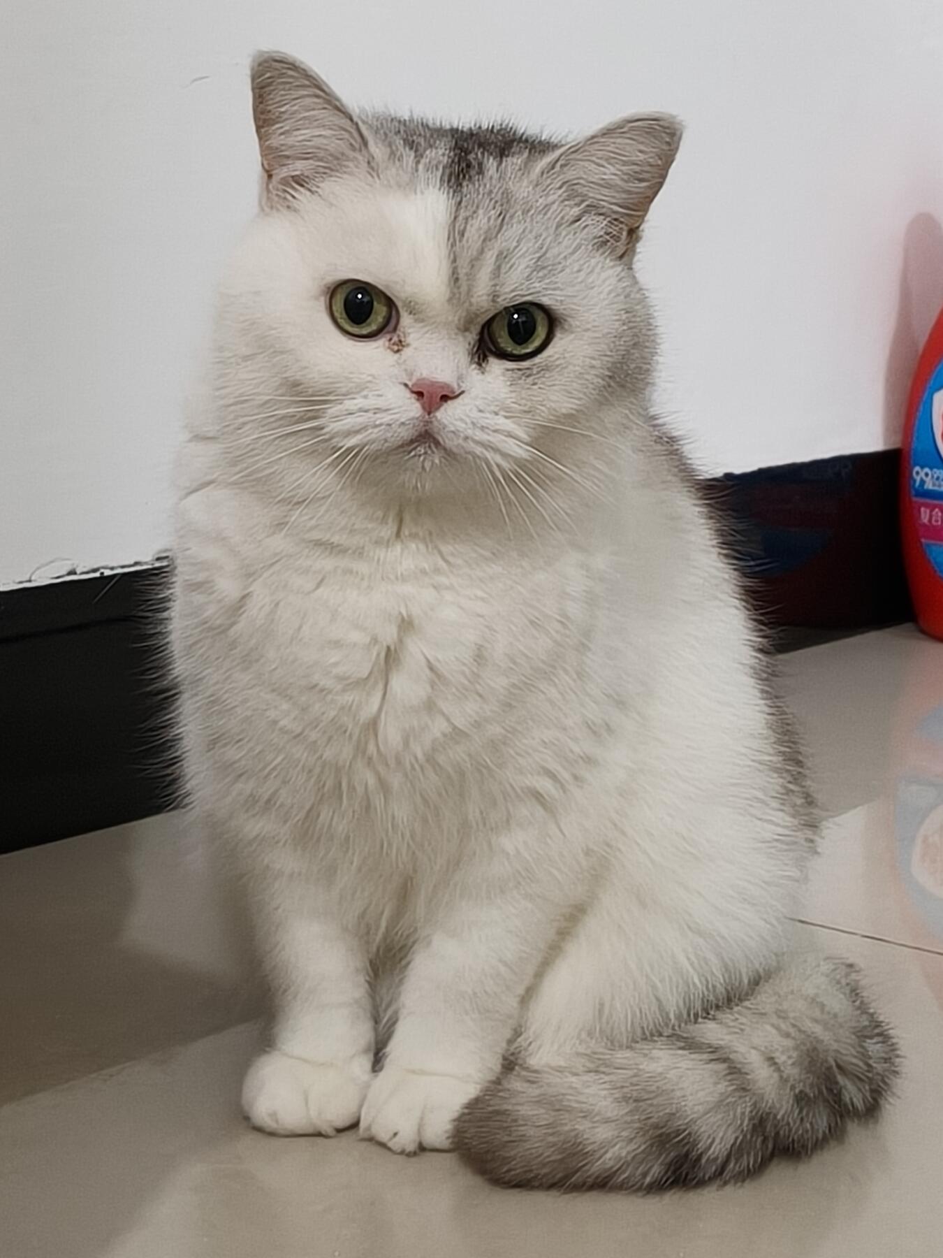 分享我家的小猫