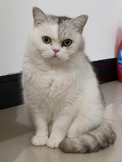 分享我家的小猫