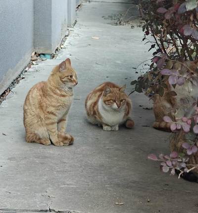 1903年英属海峡殖民地一元银币