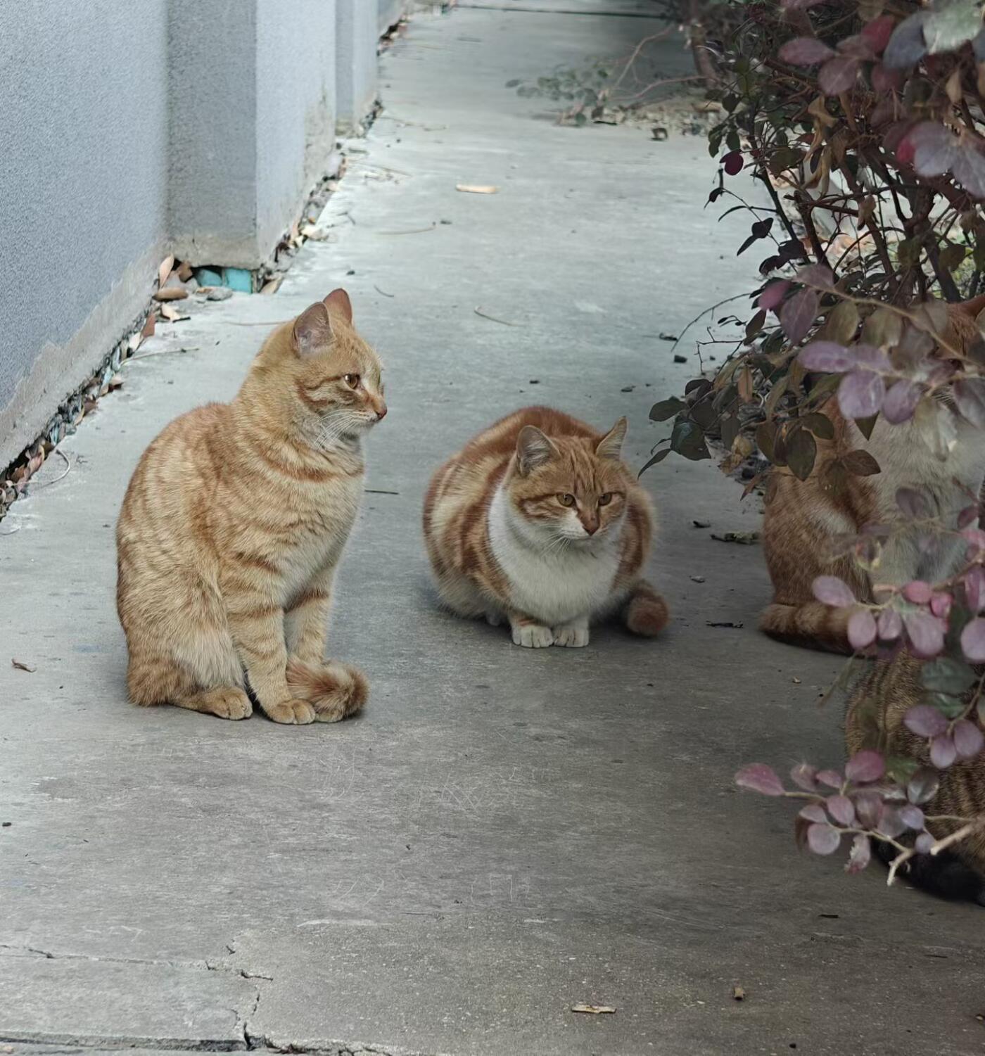 意大利王国（拿破仑时期）1808年M版5里拉银币