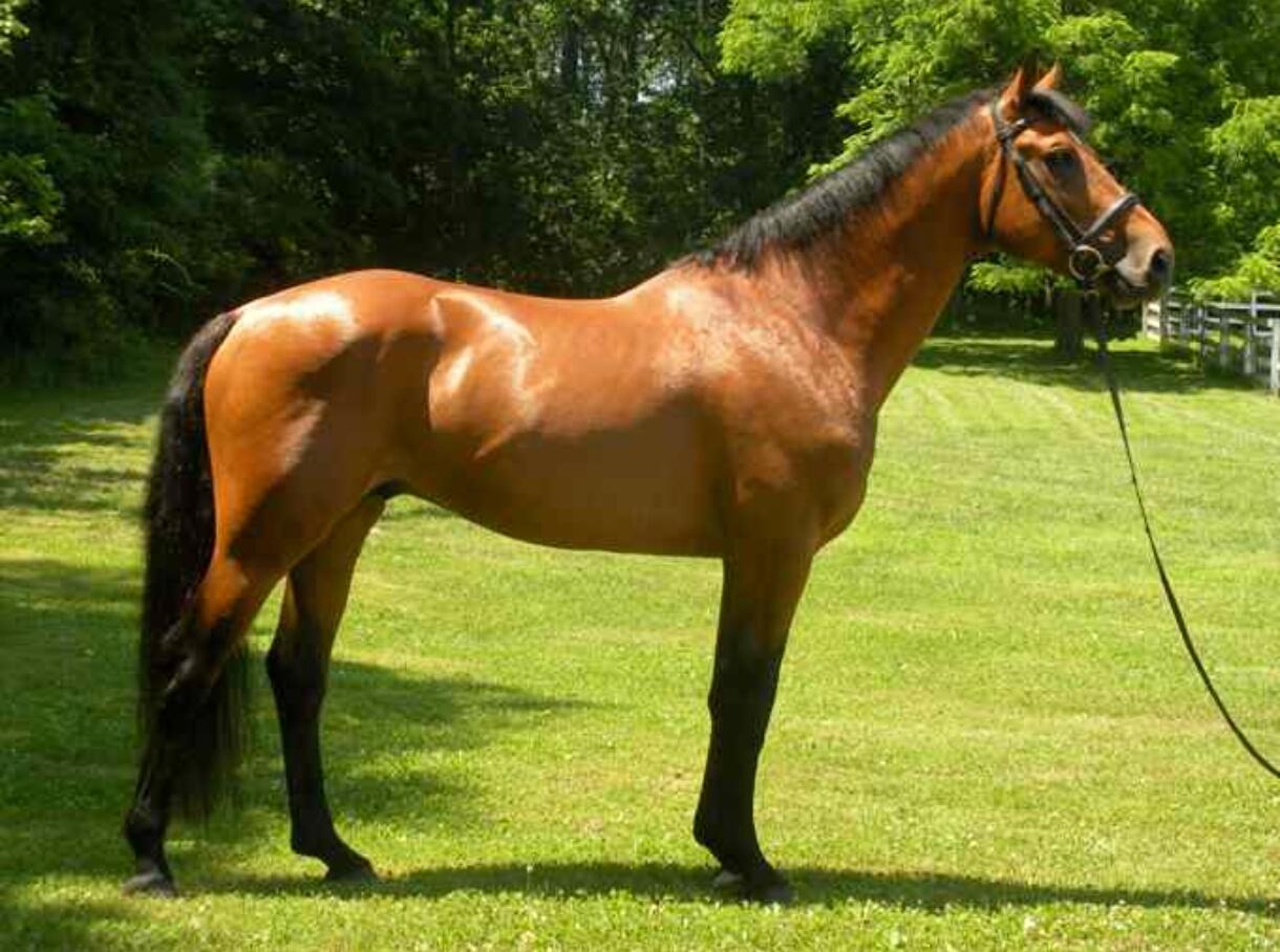 马年说马币：爱尔兰末版20便士硬币