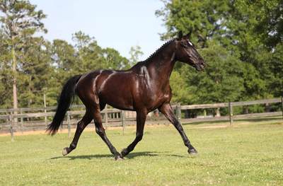 马年说马币：爱尔兰末版20便士硬币