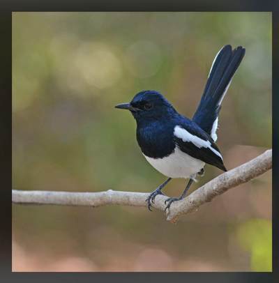 1931年拉脱维亚5拉特大银币