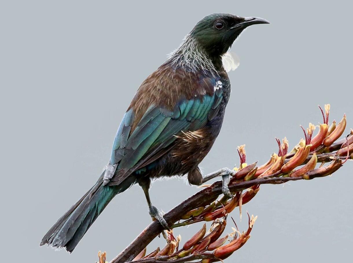 1952年新西兰一便士