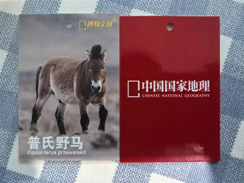中国国家地理-博物文创【普氏野马】
