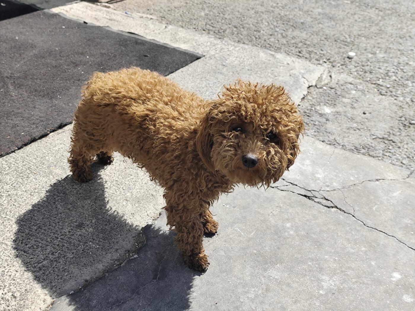 澳大利亚墨尔本百年纪念弗罗林（Florin）银币