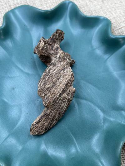 香港老货树心包