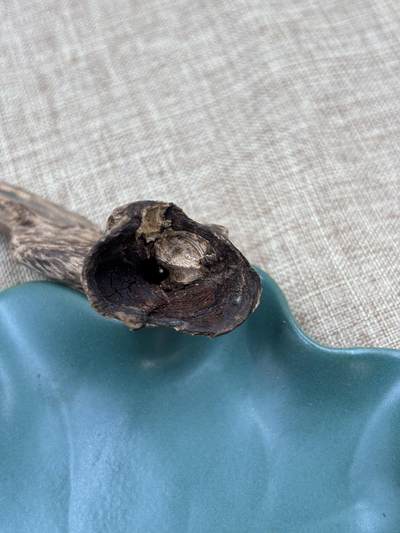 香港老货树心包