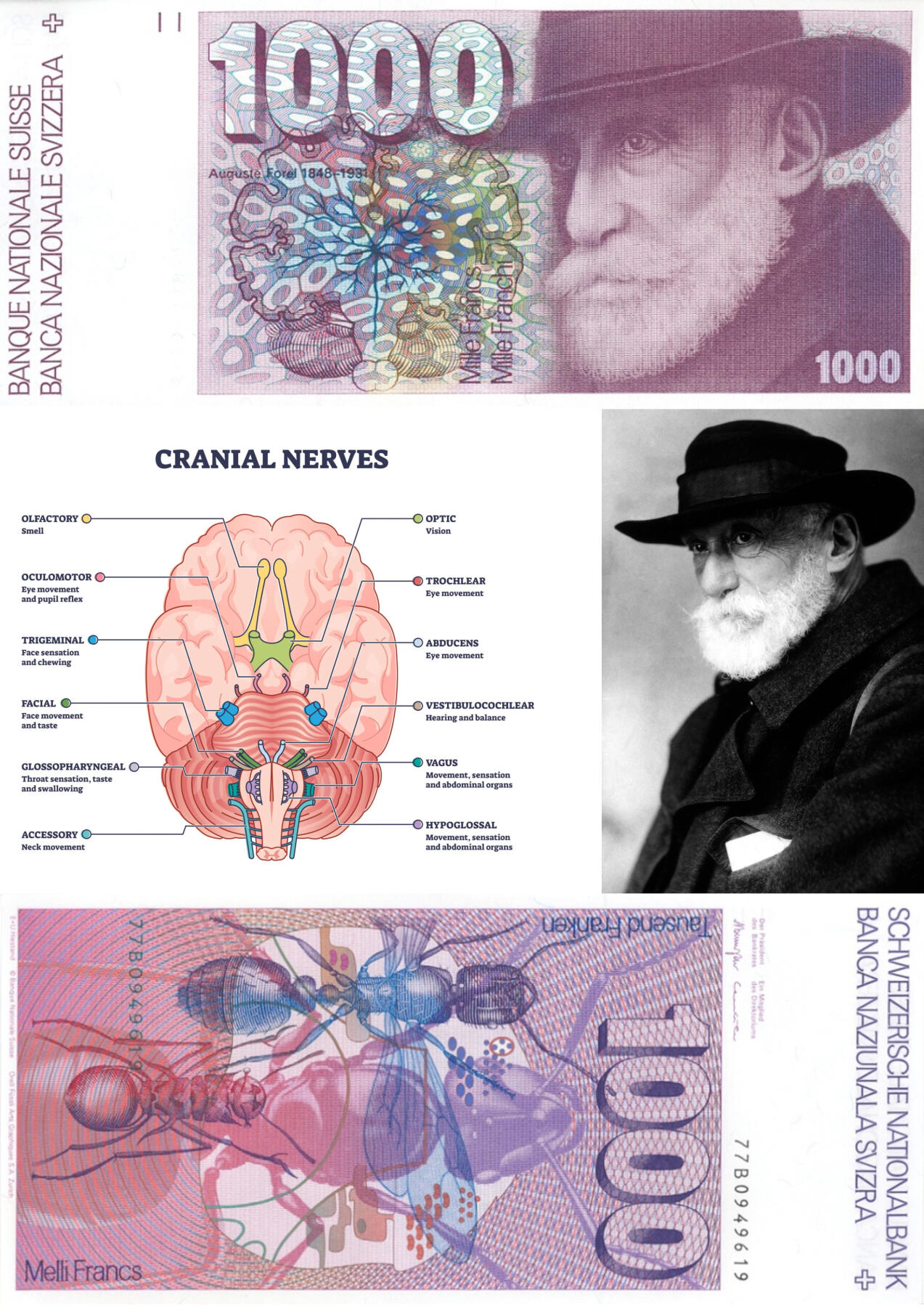 最有特色的一套瑞士钞。