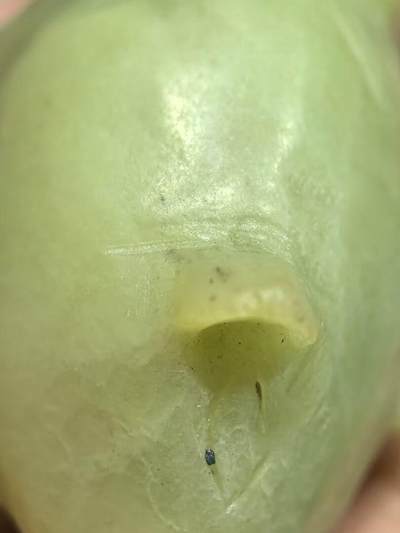 创汇时期新疆和田黄玉福猪手把件一对，纯手工雕刻，可见手工雕刻痕迹。包浆浑厚。未打孔尺寸:长4.5cm*高3.1cm宽2.6cm克重:83.3g