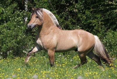 马年说马（二）：挪威1克朗硬币里的“峡湾马之魂”