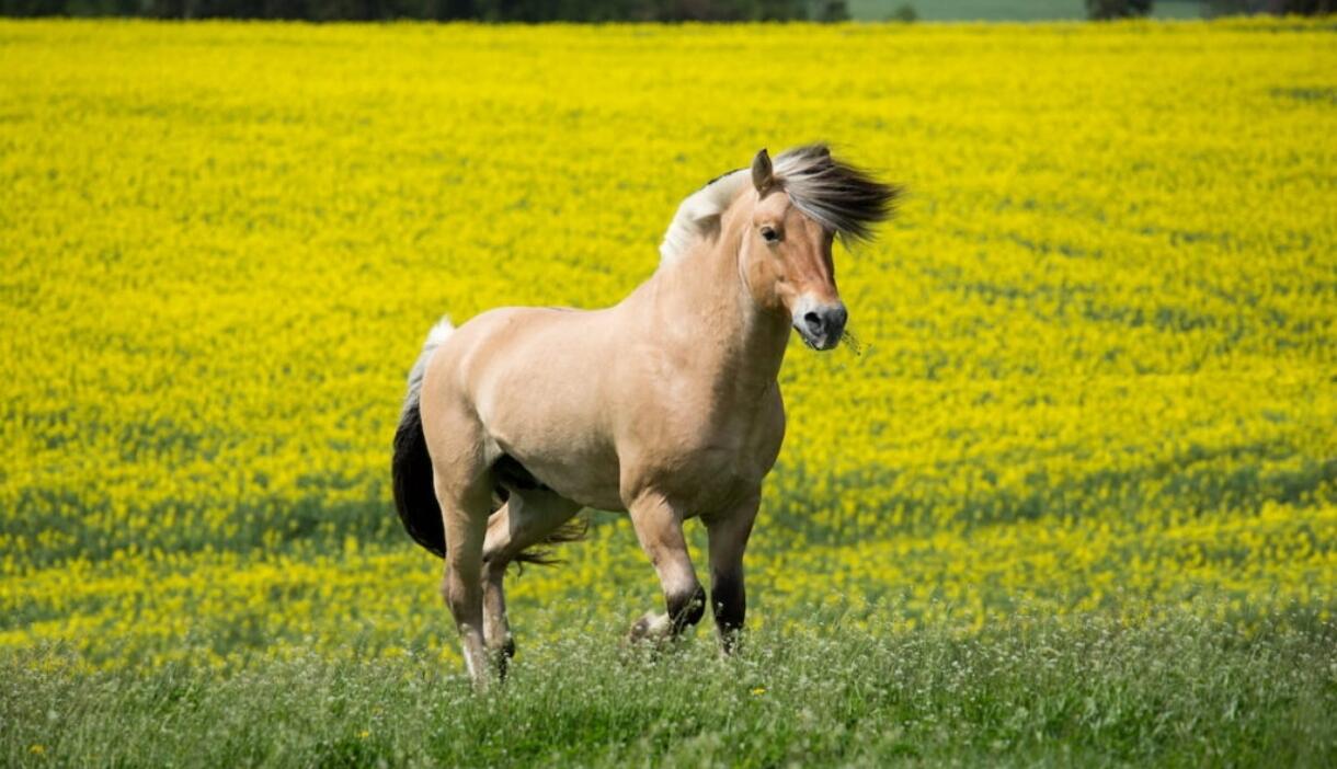 马年说马（二）：挪威1克朗硬币里的“峡湾马之魂”