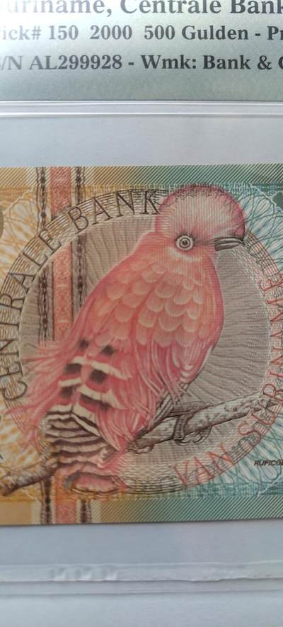  动冠伞鸟生活在南美洲东北部的森林地区，热带雨林，附近的有岩石裸露的是首选的栖息地。该鸟已列入《世界