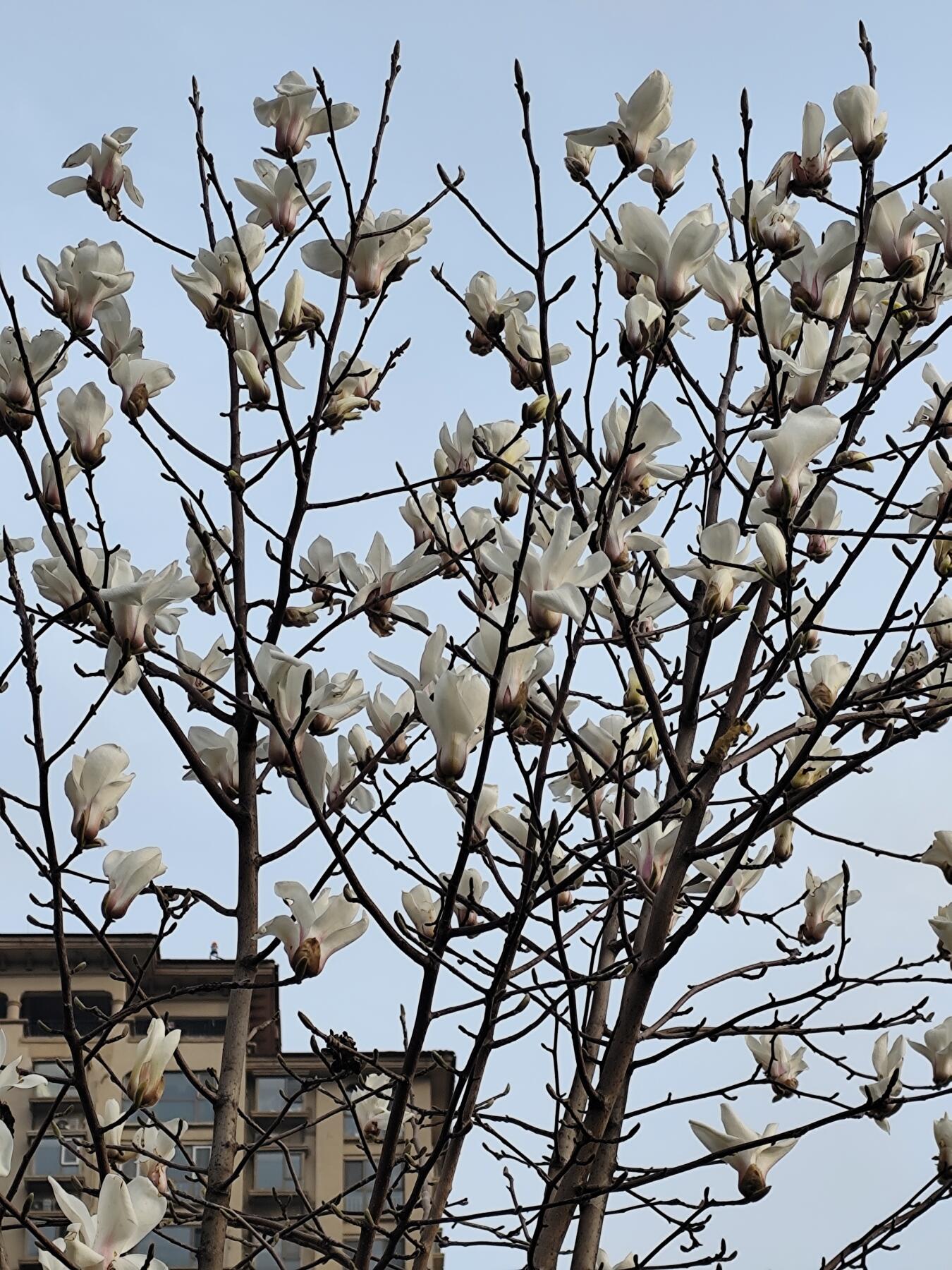 NGC评级的1983年和1984年熊猫铜质纪念币